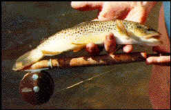 nkp_browntrout.jpg