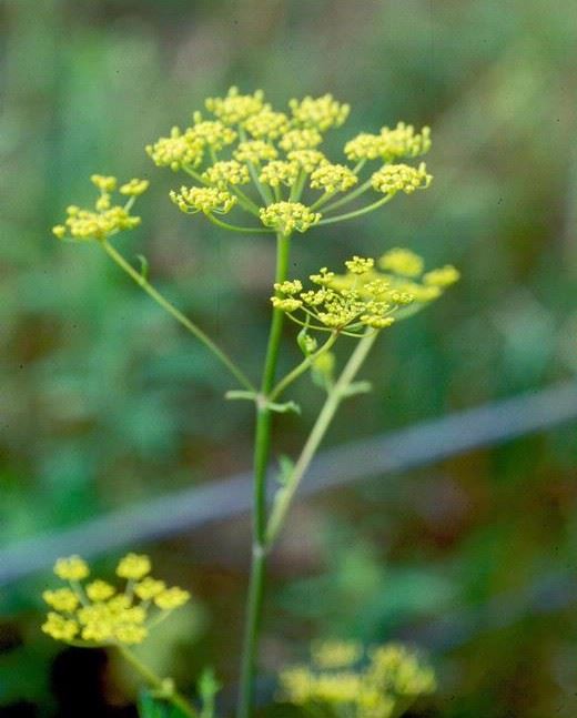 Photo of Invasive Wild Parsnip