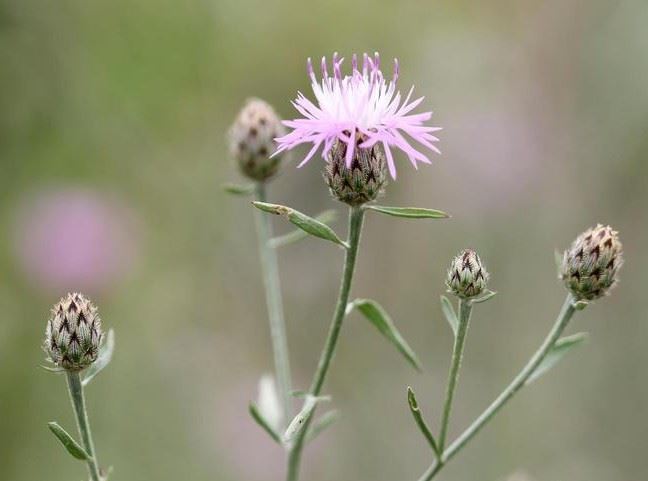 Spotted Knapweed