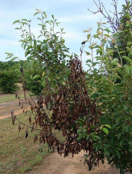 Photo of tree impacted by fire blight