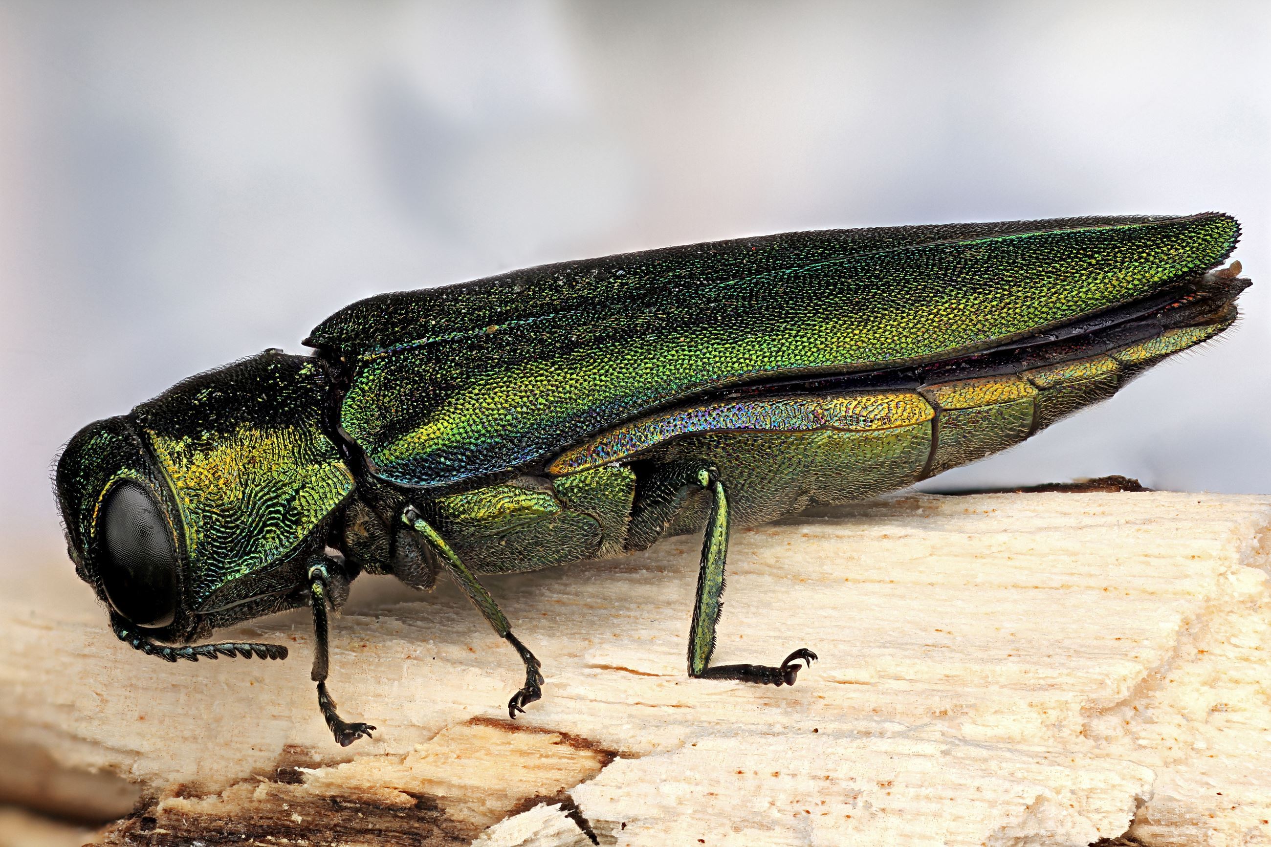 Photo of Emerald Ash Borer 